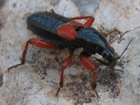 HETEROPTERA: CHIAVI DICOTOMICHE